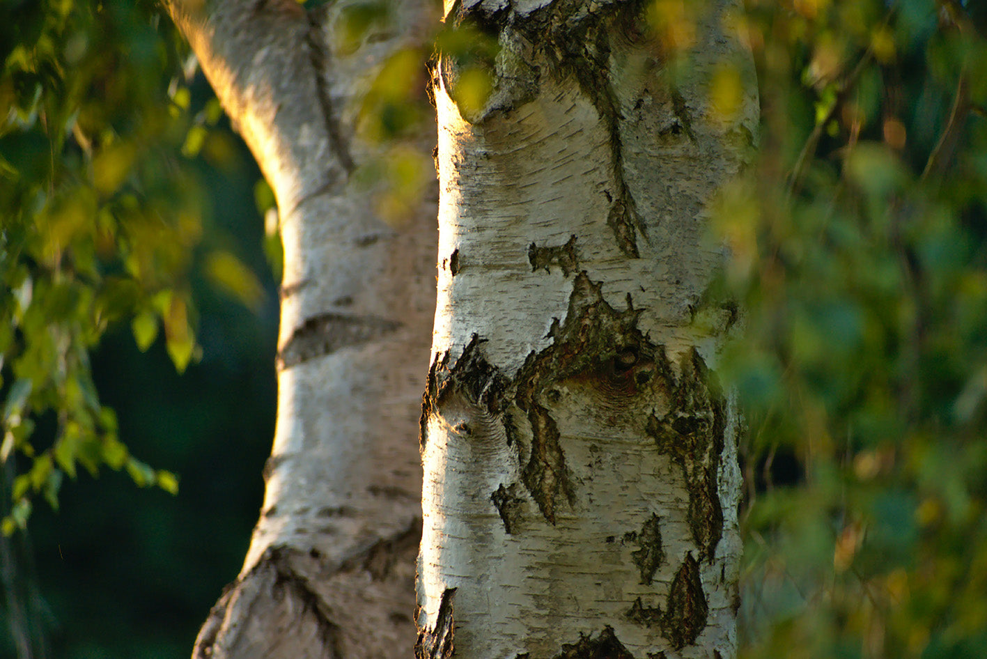 Birch Tree scent